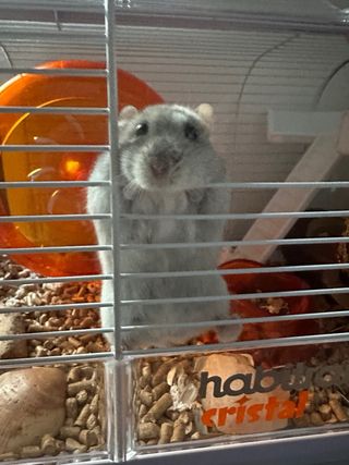 Jaula Hámster Habitrail Cristal Naranja