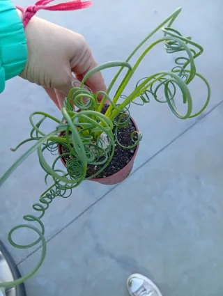 Albuca Spiralis - Planta Rara
