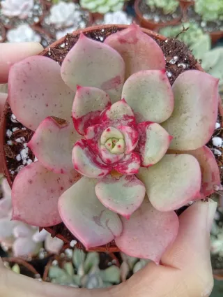 Echeveria Agavoides Salmon