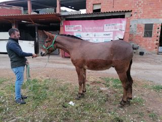 Servicio de esquilado de mul@s