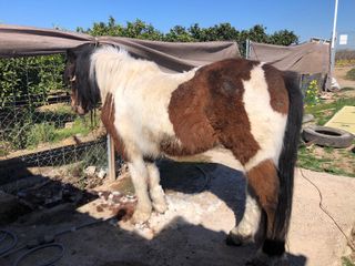 Servicio de esquilado de mul@s