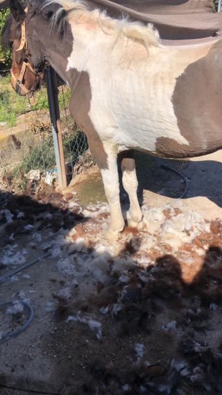 Servicio de esquilado de mul@s