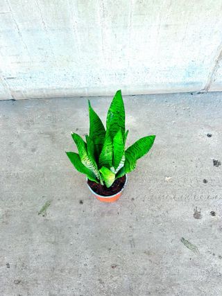 Planta interior/exterior “Sansevieria Zeylanica”