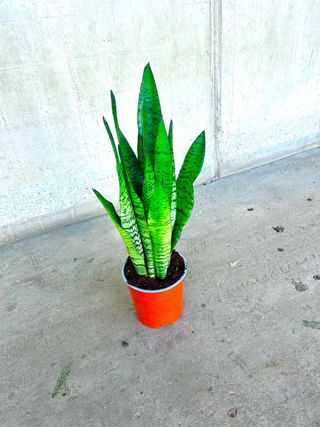 Planta interior/exterior “Sansevieria Zeylanica”