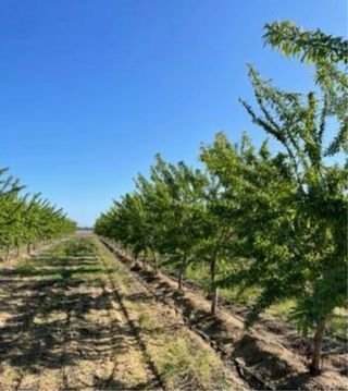 Parcela Rústica 8500 metros en la Zafra Monóvar