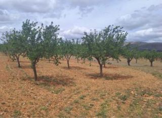 Parcela Rústica 8500 metros en la Zafra Monóvar