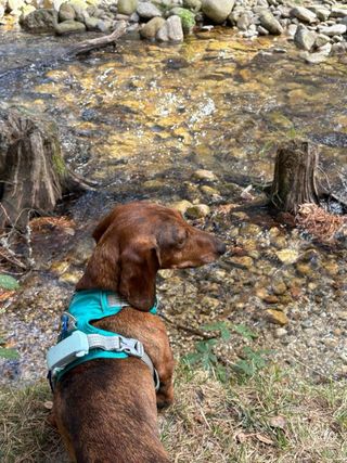 Paseadora de perros/Cuidadora de mascotas