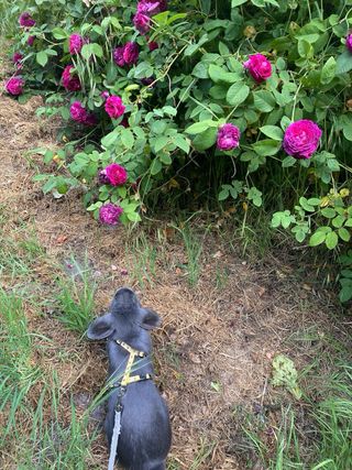 Paseadora de perros/Cuidadora de mascotas
