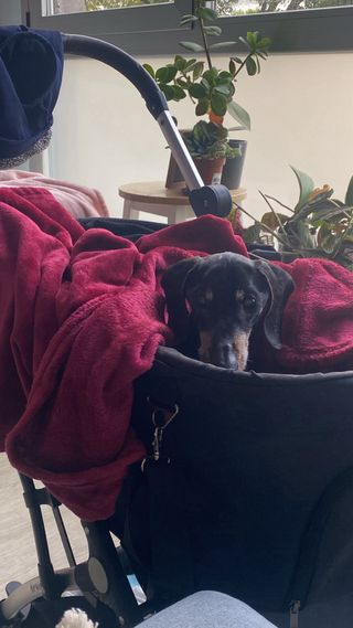 Paseadora de perros/Cuidadora de mascotas