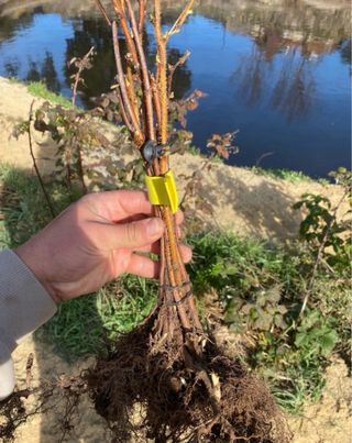 Plantas de frambueso para tu jardín