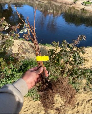 Plantas de frambueso para tu jardín