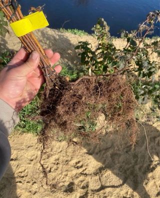 Plantas de frambueso para tu jardín