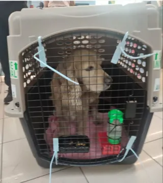 Transportín IATA perros 101.6x68x76cm