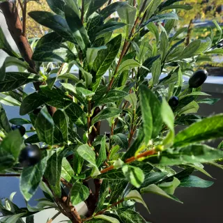 Olivo Artificial 180cm