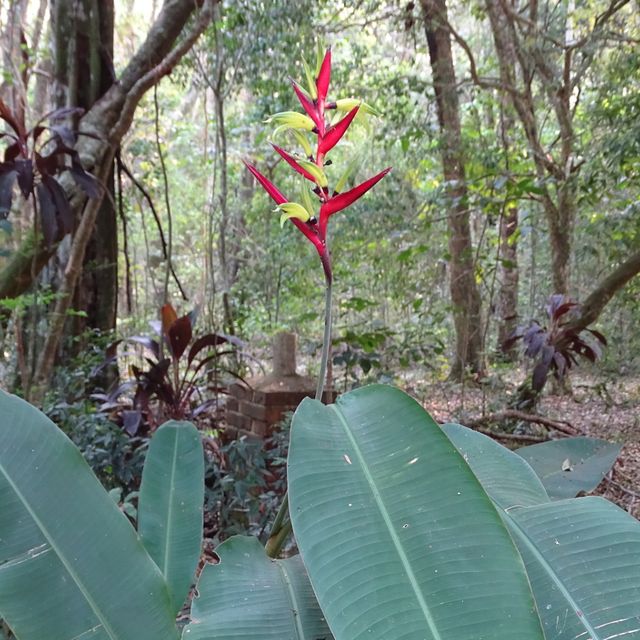 Heliconia Subulata - Rizoma Activo