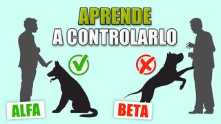 ADIESTRADOR DE PERROS CANINO PERRO