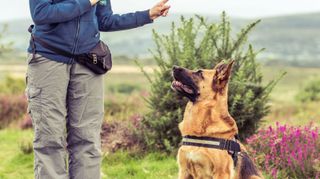 ADIESTRADOR DE PERROS CANINO PERRO