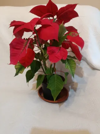 Planta de Pascua Roja