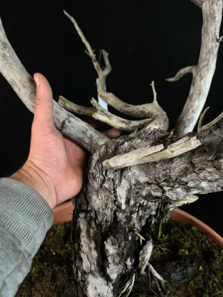 bonsai pino sylvestris