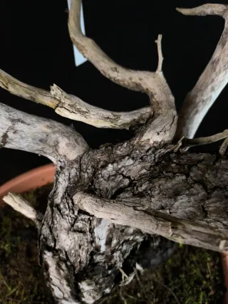 bonsai pino sylvestris