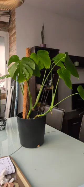 Planta Monstera con maceta negra.