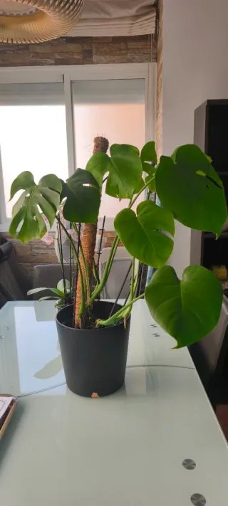 Planta Monstera con maceta negra.