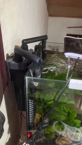 Acuario 30L con plantas