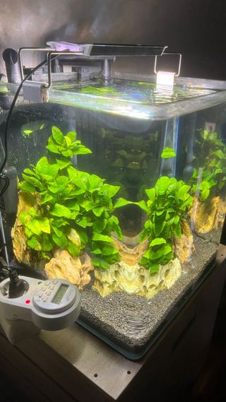 Acuario 30L con plantas
