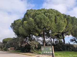 Terreno en venta en Bollullos de la Mitación