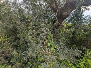 Terreno en venta en Bollullos de la Mitación