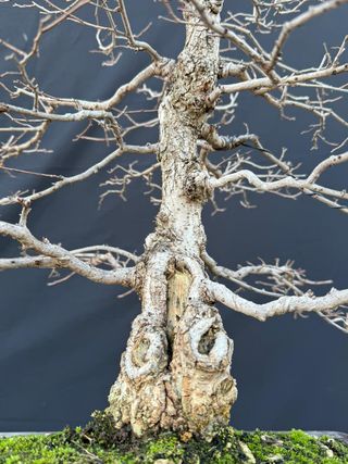 Bonsái Ulmus Minor (Olmo)