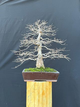 Bonsái Ulmus Minor (Olmo)