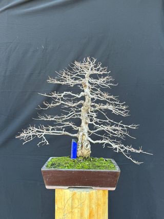 Bonsái Ulmus Minor (Olmo)