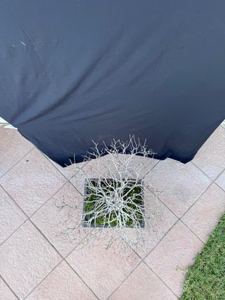 Bonsái Ulmus Minor (Olmo)