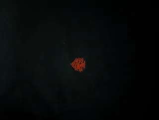 Polo Springfield Azul