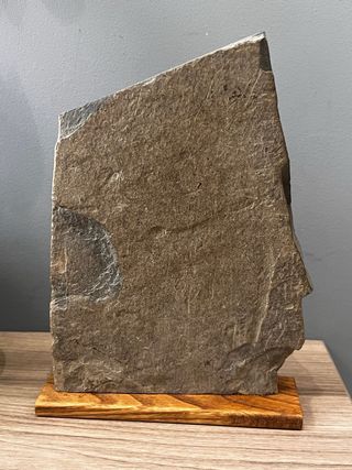 Fósil Ammonite Harpoceras falciferum