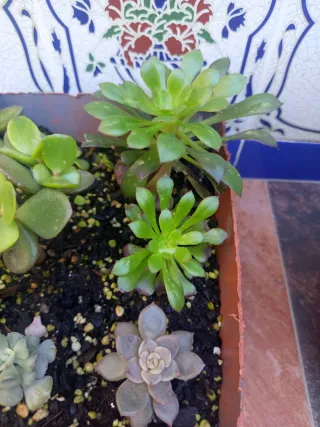 Pack 6 Plantas Suculentas Variadas
