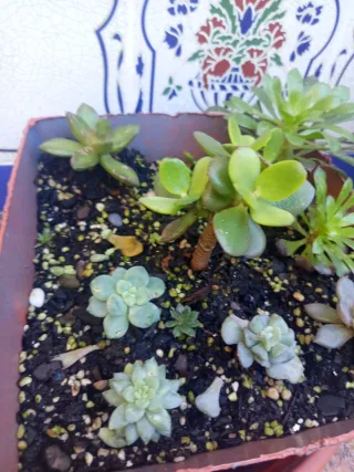 Pack 6 Plantas Suculentas Variadas