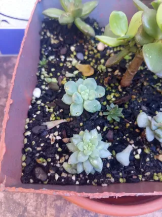 Pack 6 Plantas Suculentas Variadas