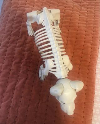 Muñeco esqueleto perro