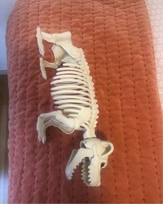 Muñeco esqueleto perro