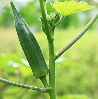 50x semi di Okra/ Okra seeds / lady’s finger seeds