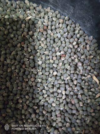 50x semi di Okra/ Okra seeds / lady’s finger seeds