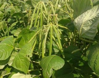 100x mung bean seeds/ Semi di Fagiolo mungo