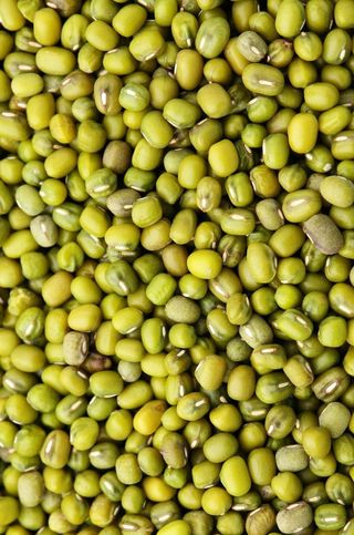 100x mung bean seeds/ Semi di Fagiolo mungo