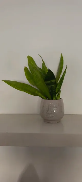 Sansevieria con maceta decorativa