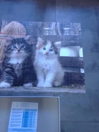 Puzzle Clementoni Gatitos 1000 Piezas