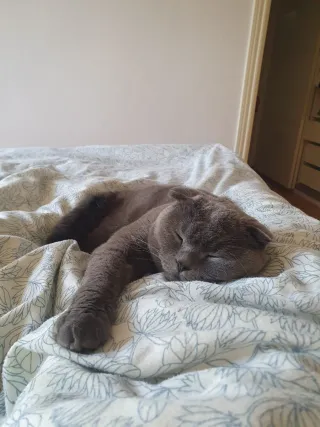 Camisa Zara Verde bebé XL