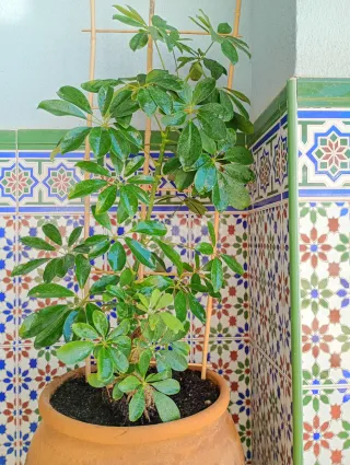 Schefflera/Cheflera (sin maceta ni tutor)