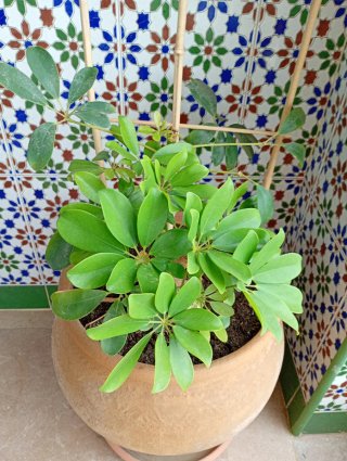 Schefflera/Cheflera (sin maceta ni tutor)